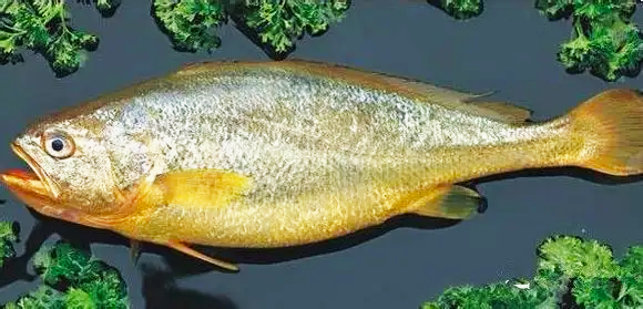 技術(shù)革新、顛覆認(rèn)知：儲藏了近4年的黃魚、豬肉還很新鮮！(圖1)